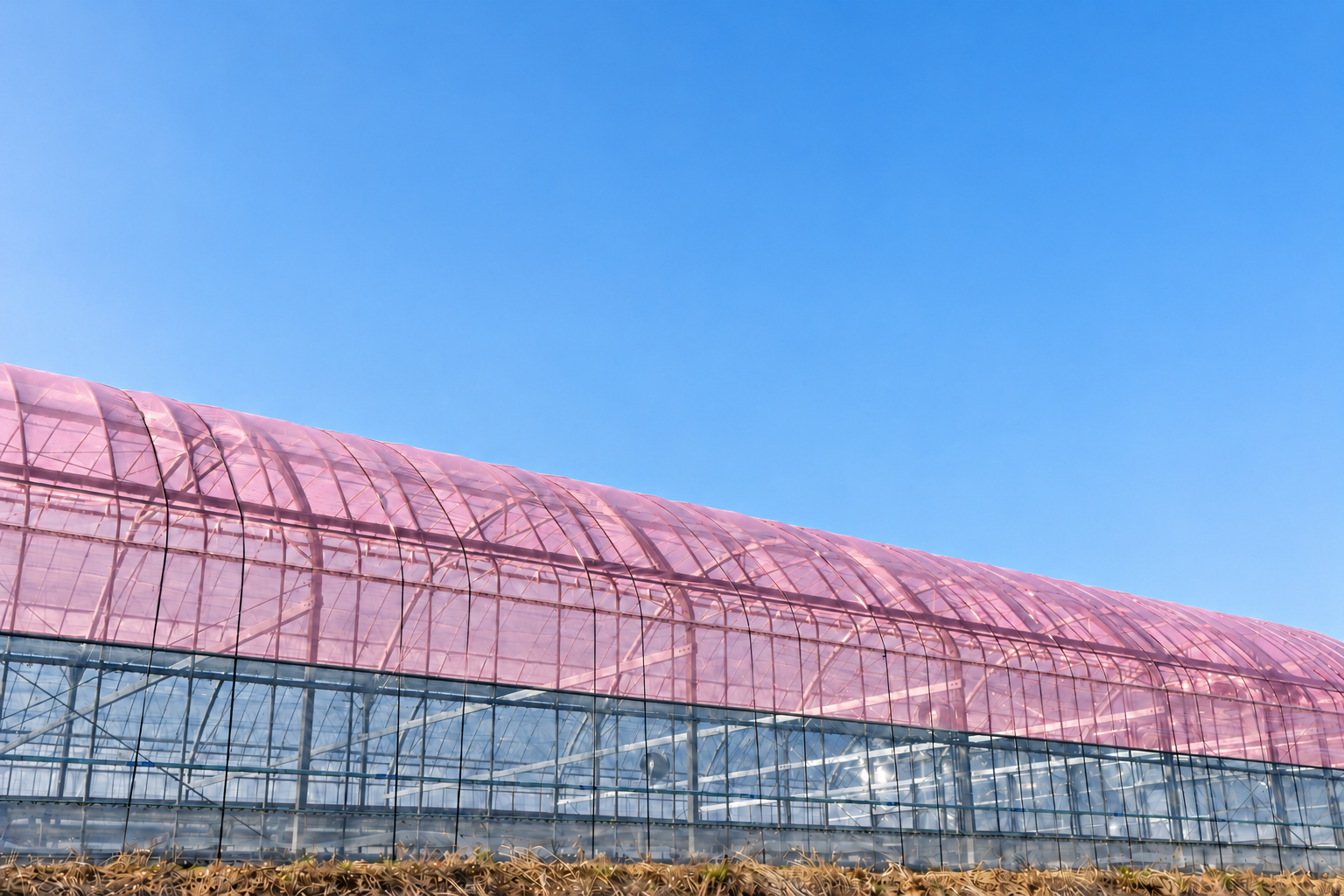 Illustration of a greenhouse with soft pink polymer film over the roof and upper sidewalls